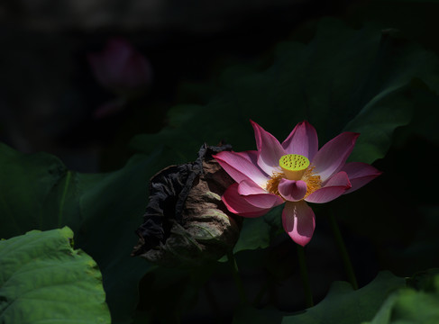 荷花