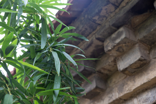 竹叶水墨竹叶