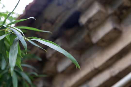 竹叶水墨竹叶