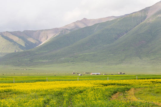 门源油菜花