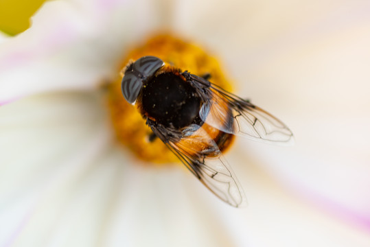 一只采蜜的小蜜蜂