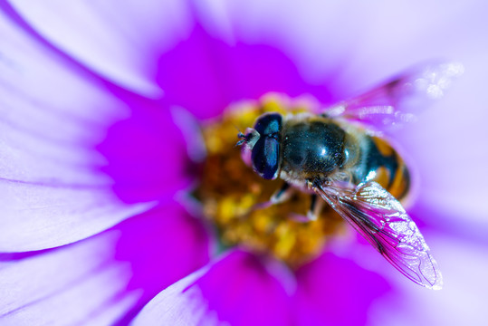一只采蜜的小蜜蜂