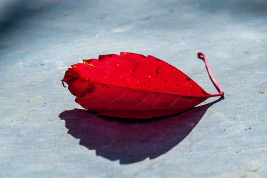 青石板的秋天红叶