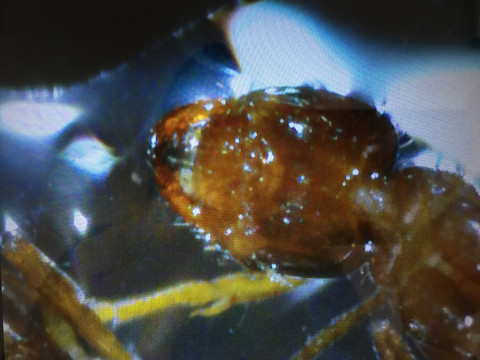 显微摄影蚂蚁