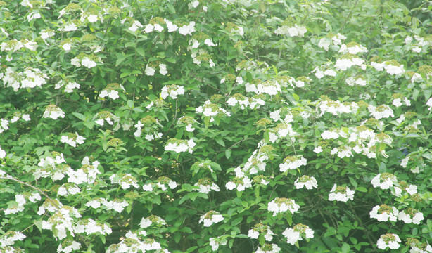 花丛