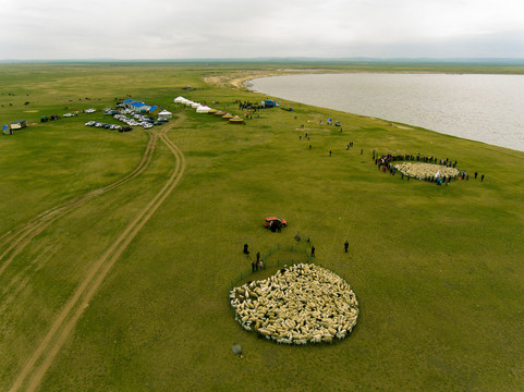 航拍春季草原羊群蒙古包