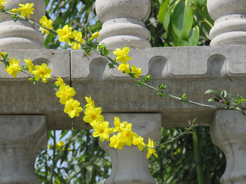 迎春花