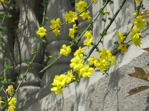迎春花