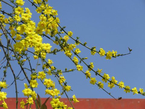 迎春花