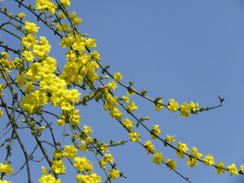 迎春花盛开