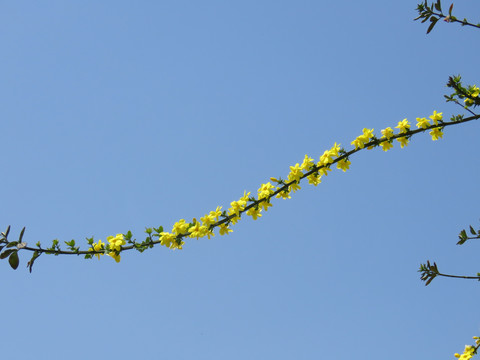 春暖花开