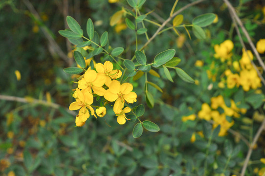 决明花