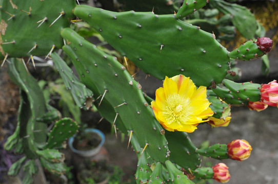 仙人掌花