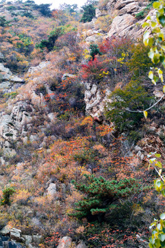 山村乡野秋日风光