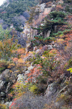 山村乡野秋日风光