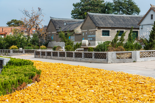秋日农村晾晒收获后的玉米