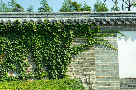 古墙砖雕墙绿植