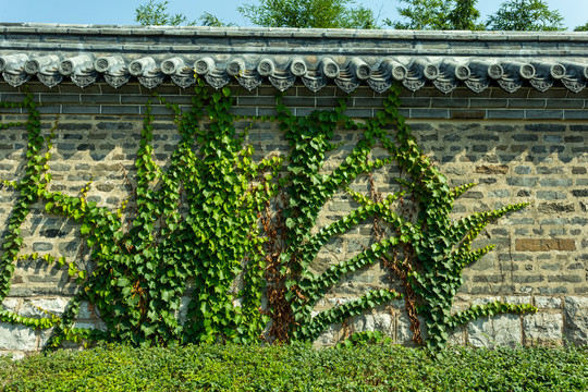 古墙砖雕墙绿植