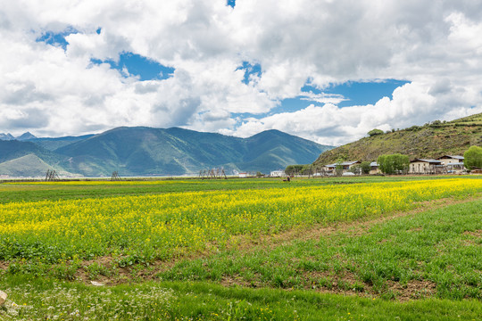 青稞架