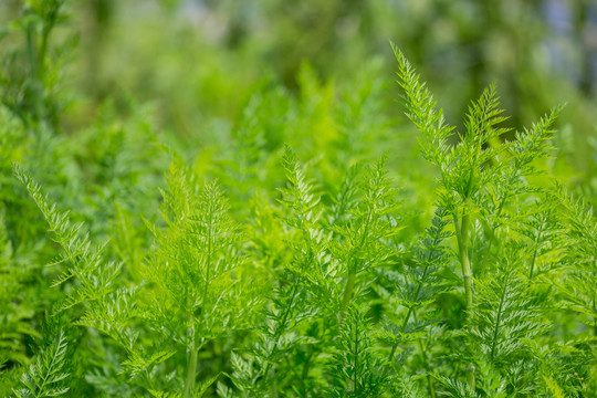 植物墙