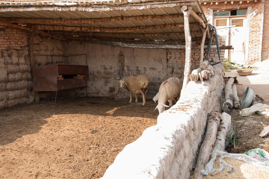 绵羊养殖