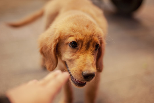 金毛犬