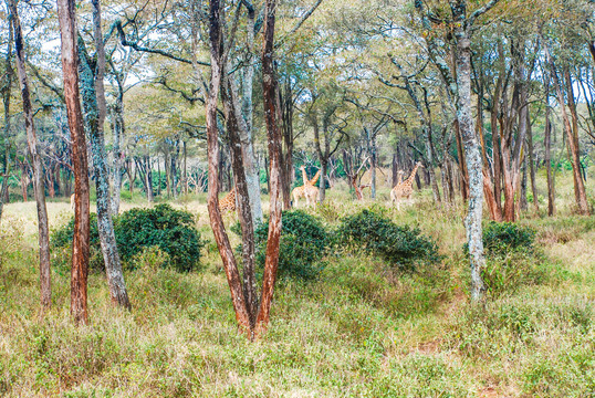 丛林中的长颈鹿