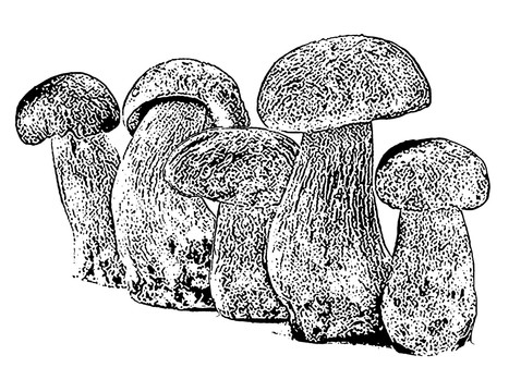 蘑菇线条