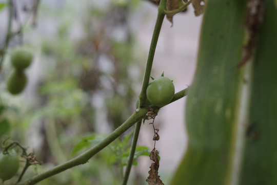 番茄