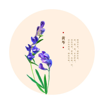 黄芩