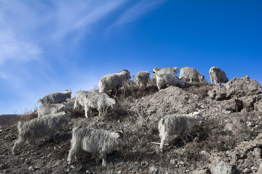 干旱荒山放羊