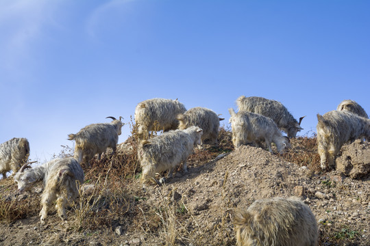 荒野寻草的羊群