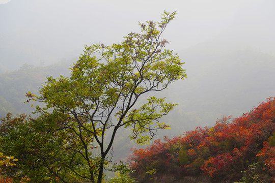 太行山秋景