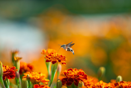 秋日公园里吸食万寿菊花粉的蜂鸟