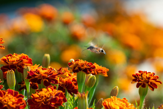 秋日公园里吸食万寿菊花粉的蜂鸟