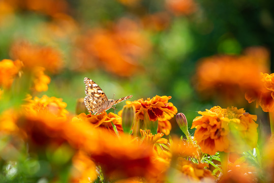 秋日公园里的万寿菊和蝴蝶