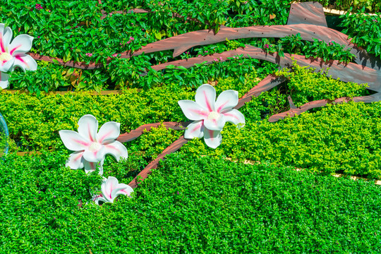 植物墙