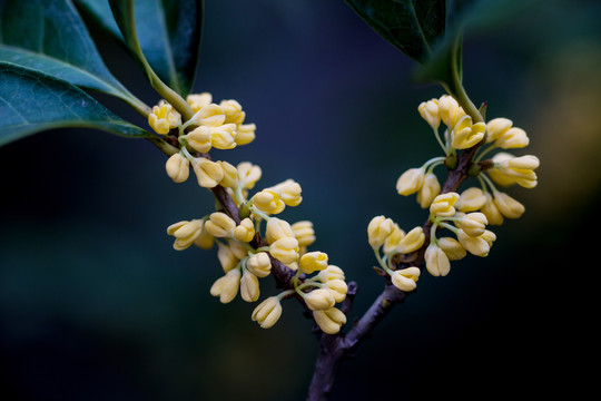 桂花