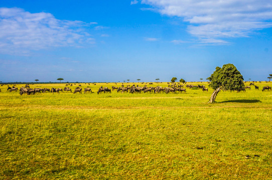 非洲大草原角马