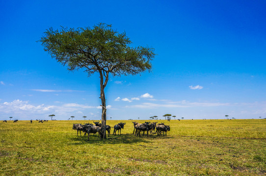 非洲草原角马
