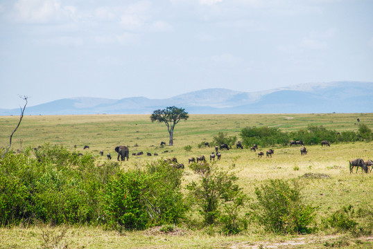 非洲草原角马