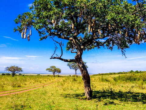 非洲草原吊灯树