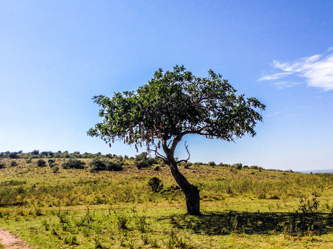 非洲草原吊灯树