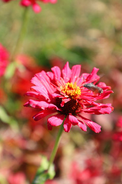 花丛中悬停觅食的蜂鸟蛾
