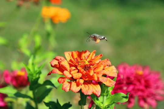 花丛中悬停觅食的蜂鸟蛾