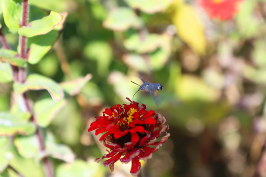 百日菊和蜂鸟蛾