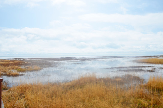 青海湖沼泽