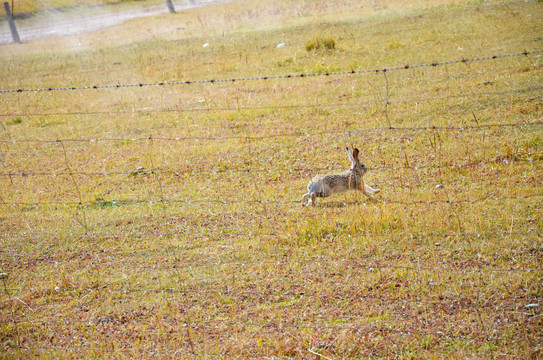 高原上的野兔