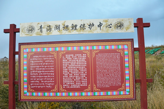 青海湖裸鲤保护中心