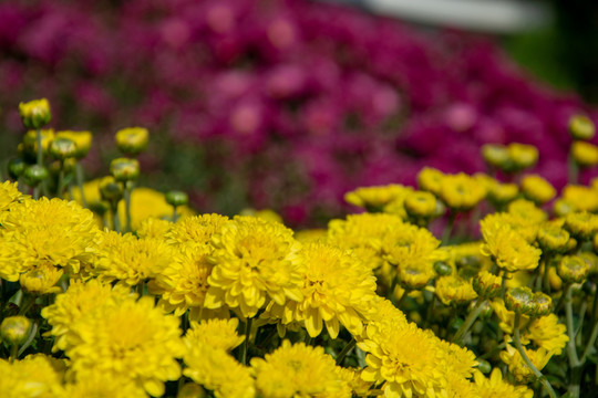 菊花